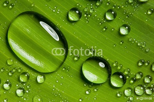 Green leaf with drops of water - 900342251