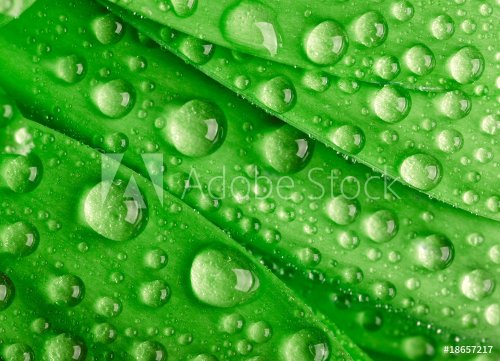 Green leaf with waredrops. - 900673774