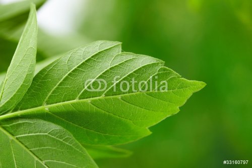 green leaves - 901139613