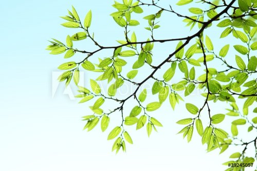 Green leaves background - 900206366