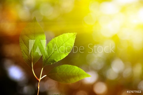 green leaves in autumn forest