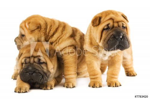 Group of three beautiful sharpei puppies - 901137999