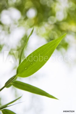 Grüne Blätter mit Wassertropfen 02