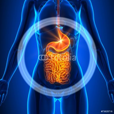 Guts - Female Organs - Human Anatomy