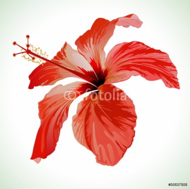 Hibiscus flower vector illustration - 900622718