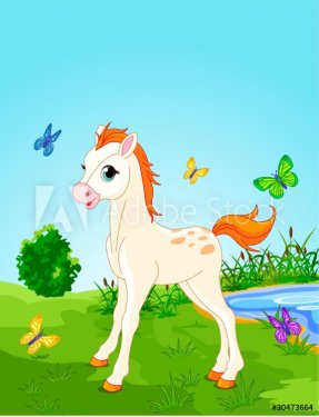 Horse foal  in the meadow - 900498006