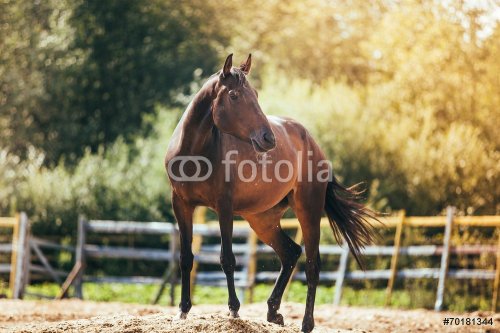 horse in the paddock, Outdoors - 901144296