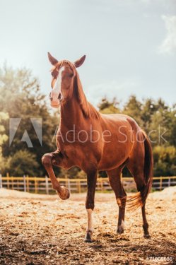 horse in the paddock, Outdoors, rider - 901144297
