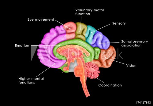 Human Brain lntersection