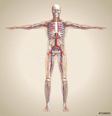 Human (male) circulation system, nervous system and lymphatic sy