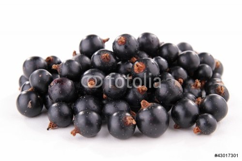 isolated blackcurrant - 900469816
