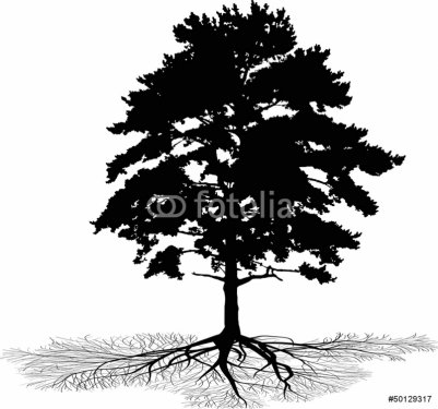 isolated pine with root silhouette - 901140568