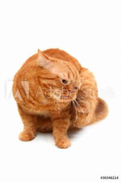 itchy ginger cat on a white background - 900437022
