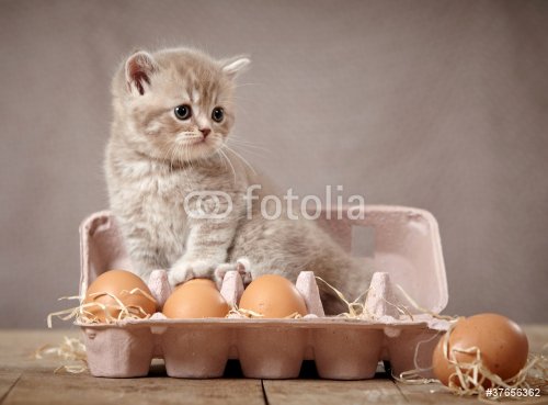 kitten and eggs