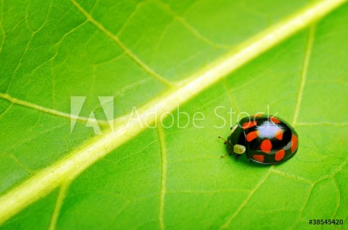 Ladybug - 900437124