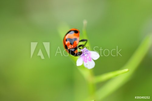 Ladybug is feeding on tropical flower - 900437123