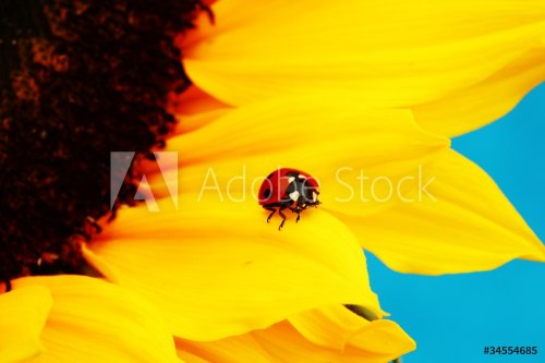 ladybug on sunflower - 900437120