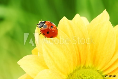 ladybug on yellow flower - 900437118