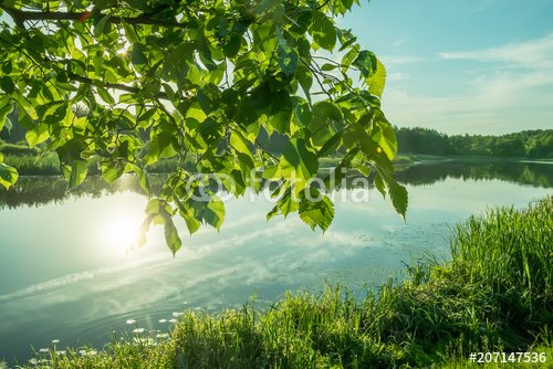 Lake in the forest. beautiful green landscape of a wild lake.
 - 901151160