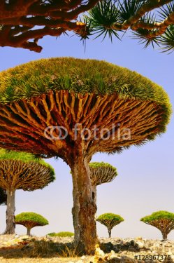 large endemic amazing dragon trees. Island  Socotra.  Sunny bright day at the exotic land.
