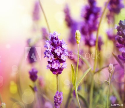 Lavender Field - 900932795