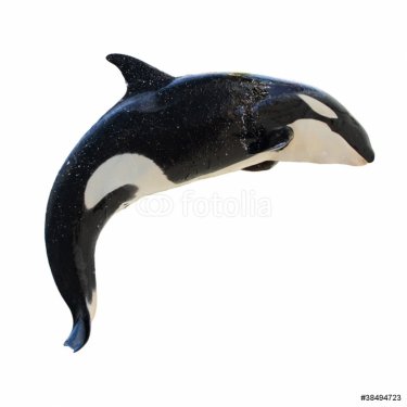Leaping Killer Whale, Orcinus Orca