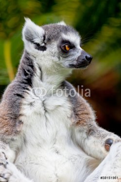 Lemur of ring-shaped tail ,Lemur catta - 900511691