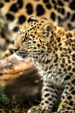 Leopard Cub - 901139403