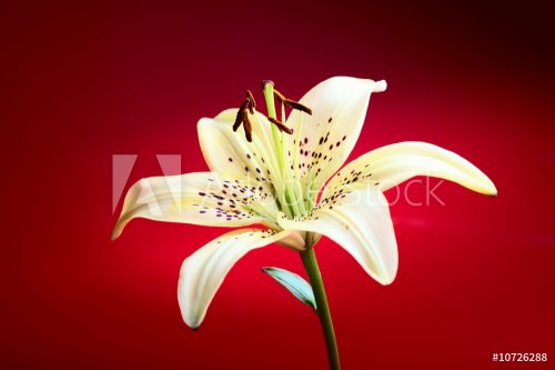lily flower - 900739536