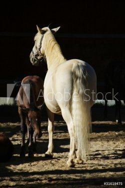 Lipizzaner horse - 900458864