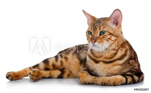 lovely cat isolated on white - 900360215