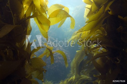 luscious green underwater kelp forest at catalian island, califo - 900092896