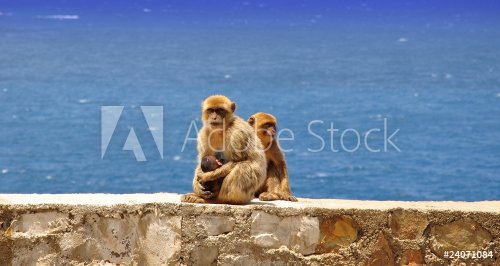 macaques - 900626381