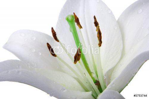 madonna lily flower on white