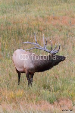 Majestic Bull Elk - 900437068