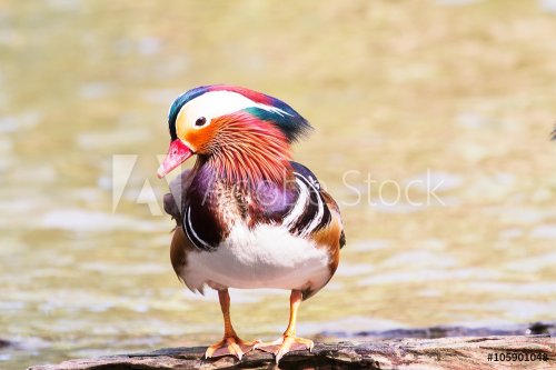 Mandarin duck standing on the timber in the lake