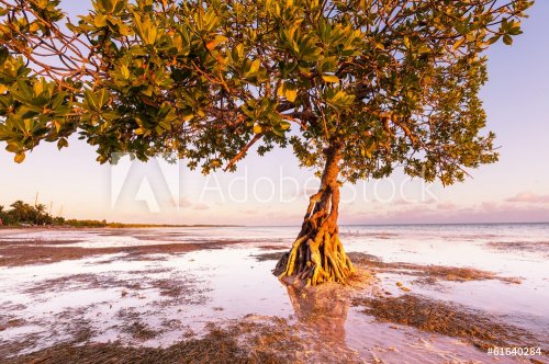 Mangroves - 901141577