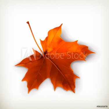 Maple leaf - 901141443