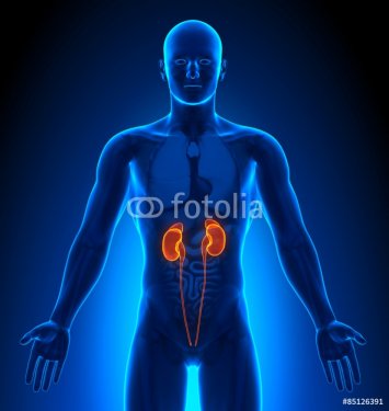 Medical Imaging - Male Organs - Kidneys - 901145808
