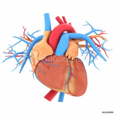 model of heart - 901145828