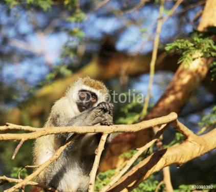 Monkey on tree - 901139123