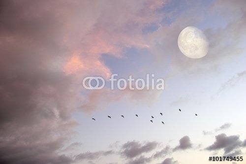 Moon Clouds Skies Birds Silhouette