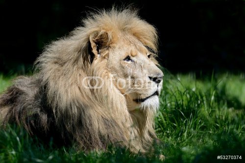 Mr Lion