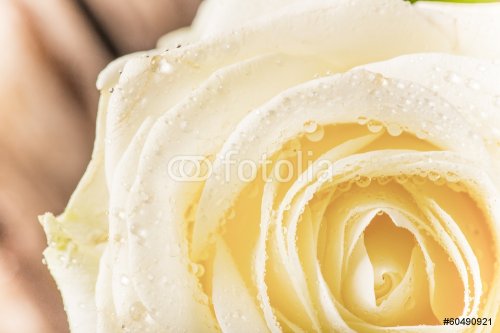 Natural tint yellow roses background - 901141078