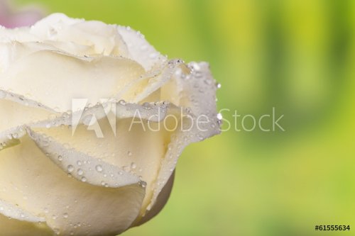 Natural tint yellow roses background