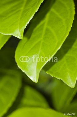 Nature Background - Green leaves 07