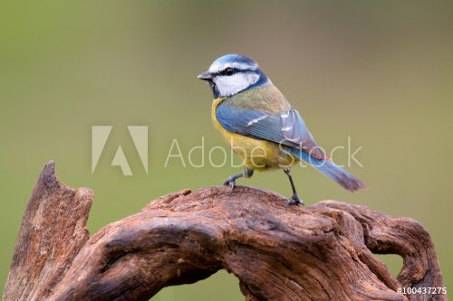 Nice tit with blue head