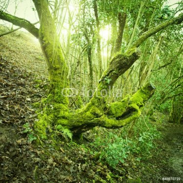Old Tree Green Moss - 901137854