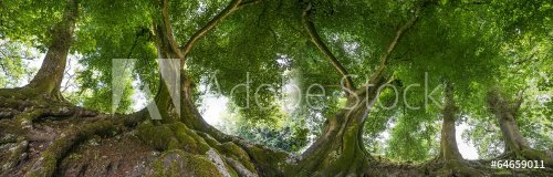 old trees - 901142810