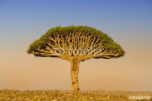 One large endemic amazing dragon tree at the center of the valley. Yemen. Socotra. Far away on the horizon, many dragon trees.